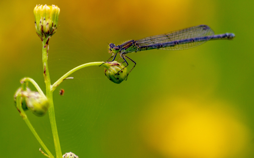 Green damselfly on a flower bud  from Chrome web store to be run with OffiDocs Chromium online