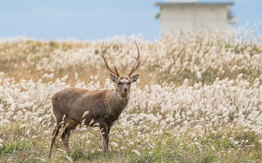 GREEN DEER Theme  from Chrome web store to be run with OffiDocs Chromium online