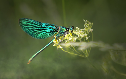 Green dragonfly  from Chrome web store to be run with OffiDocs Chromium online