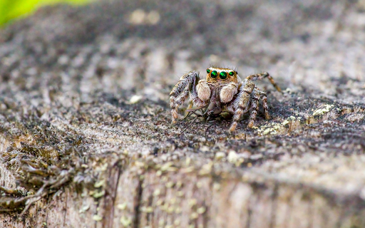 Green Eyed Spider  from Chrome web store to be run with OffiDocs Chromium online