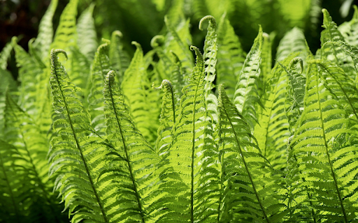 green fern  from Chrome web store to be run with OffiDocs Chromium online