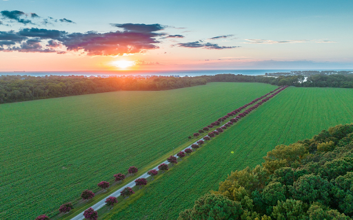 Green fields and flower paths  from Chrome web store to be run with OffiDocs Chromium online