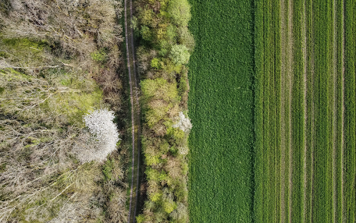 Green fields next to the forest  from Chrome web store to be run with OffiDocs Chromium online