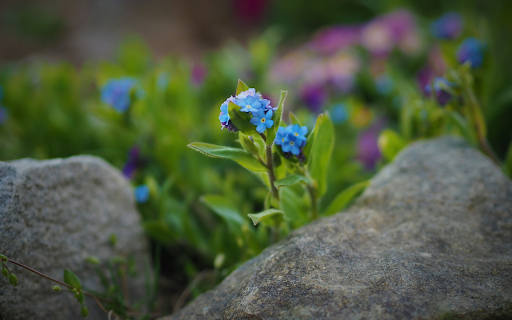 Green flowers on rocks  from Chrome web store to be run with OffiDocs Chromium online