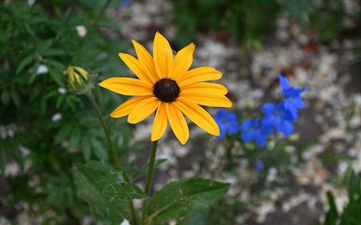 Green flowers, yellow flowers  from Chrome web store to be run with OffiDocs Chromium online