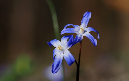 Green flower with thin petals  from Chrome web store to be run with OffiDocs Chromium online