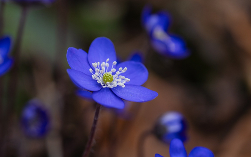 Green flower with white pistil  from Chrome web store to be run with OffiDocs Chromium online