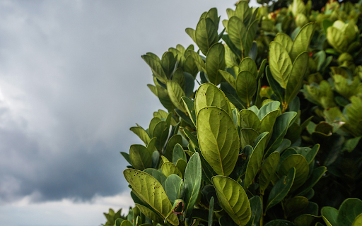 Green foliage  from Chrome web store to be run with OffiDocs Chromium online