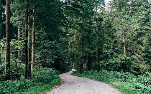 Green Forest Road  from Chrome web store to be run with OffiDocs Chromium online