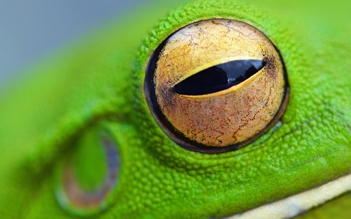 Green frog and yellow eyes  from Chrome web store to be run with OffiDocs Chromium online