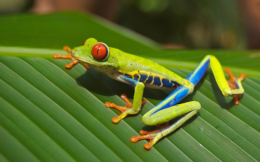 Green frog lying on a leaf  from Chrome web store to be run with OffiDocs Chromium online