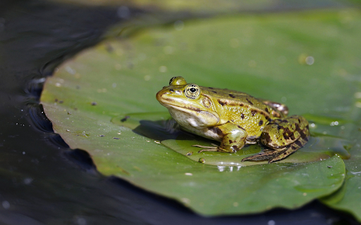 Green frog on leaves in the pond  from Chrome web store to be run with OffiDocs Chromium online