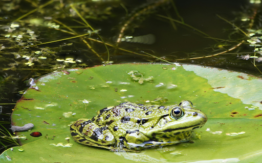 Green Frog on Lily Leaf  from Chrome web store to be run with OffiDocs Chromium online