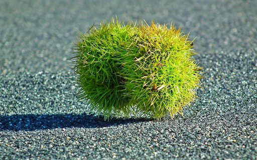Green fruit with many thorns  from Chrome web store to be run with OffiDocs Chromium online