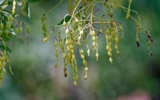 Green fruit with round seeds  from Chrome web store to be run with OffiDocs Chromium online