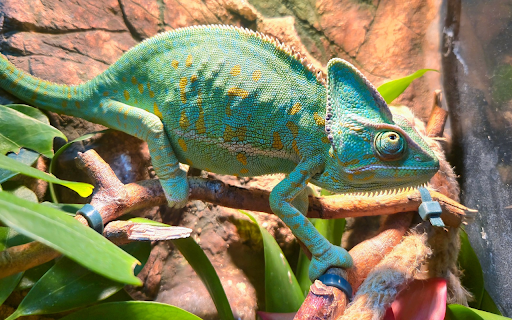 Green gecko  from Chrome web store to be run with OffiDocs Chromium online