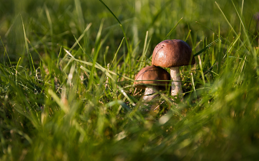Green grass and mushrooms  from Chrome web store to be run with OffiDocs Chromium online