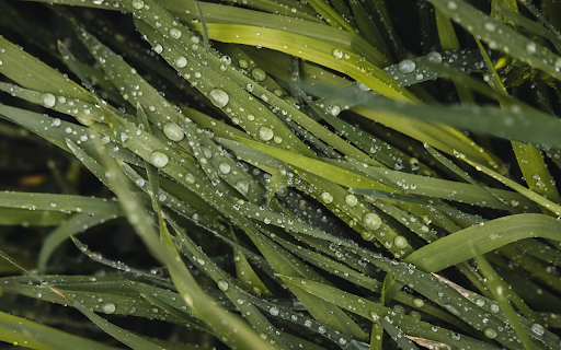 Green Grass and Rainwater  from Chrome web store to be run with OffiDocs Chromium online