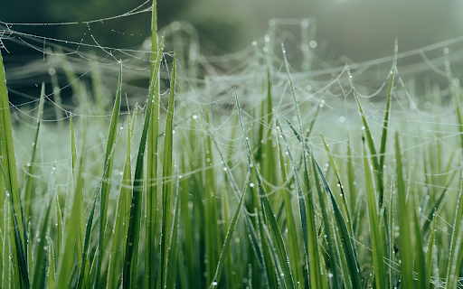 Green Grass and Spider Webs  from Chrome web store to be run with OffiDocs Chromium online