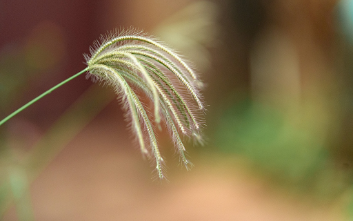 Green Grass Flower  from Chrome web store to be run with OffiDocs Chromium online