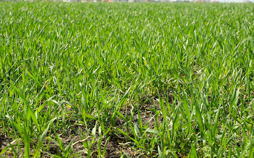 Green grass garden  from Chrome web store to be run with OffiDocs Chromium online
