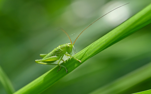 Green Grasshopper  from Chrome web store to be run with OffiDocs Chromium online