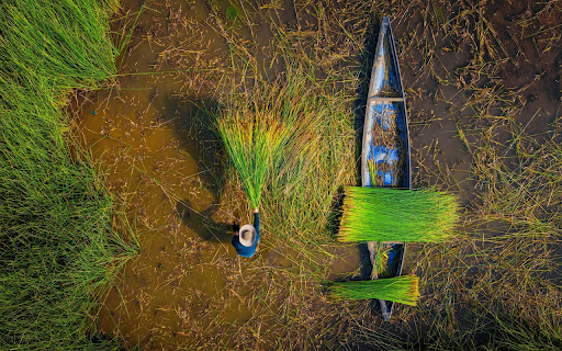 Green Grass Pond  from Chrome web store to be run with OffiDocs Chromium online