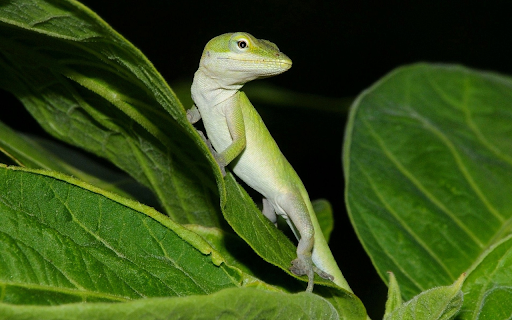 Green hidden lizard  from Chrome web store to be run with OffiDocs Chromium online