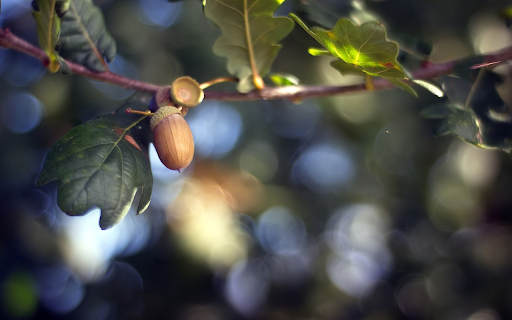 Green leaf fruit tree  from Chrome web store to be run with OffiDocs Chromium online