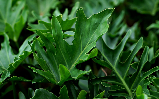 Green leaf ornamental plant  from Chrome web store to be run with OffiDocs Chromium online