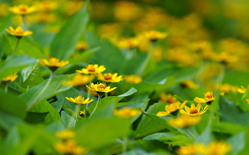 Green Leaf Tree with Yellow Flowers  from Chrome web store to be run with OffiDocs Chromium online