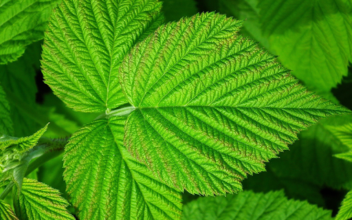 Green leaf with heart  from Chrome web store to be run with OffiDocs Chromium online