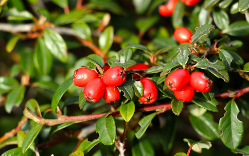 Green leaves and red fruit  from Chrome web store to be run with OffiDocs Chromium online