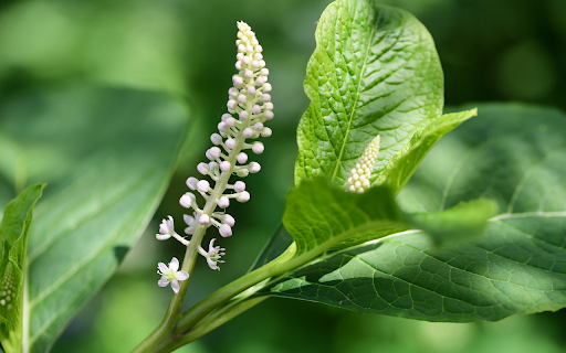 Green leaves and white flowers  from Chrome web store to be run with OffiDocs Chromium online