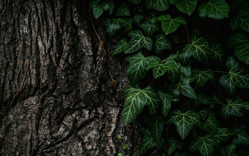 Green leaves at the base of the tree  from Chrome web store to be run with OffiDocs Chromium online