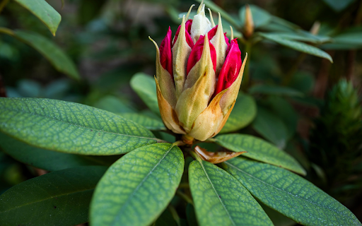 Green leaves red flowers  from Chrome web store to be run with OffiDocs Chromium online
