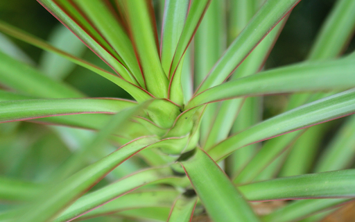 Green leaves with purple edges  from Chrome web store to be run with OffiDocs Chromium online