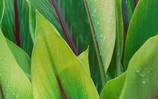 Green Leaves with Purple Veins  from Chrome web store to be run with OffiDocs Chromium online