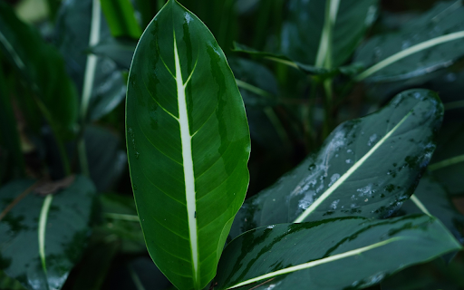 Green leaves with white veins  from Chrome web store to be run with OffiDocs Chromium online