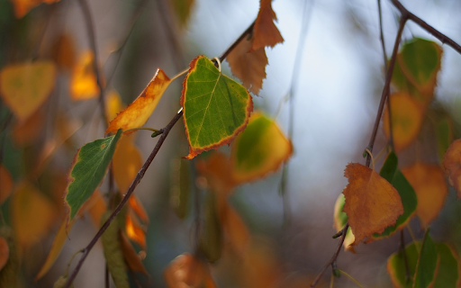 Green leaves with yellow edges  from Chrome web store to be run with OffiDocs Chromium online