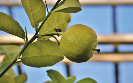 Green lemon  from Chrome web store to be run with OffiDocs Chromium online