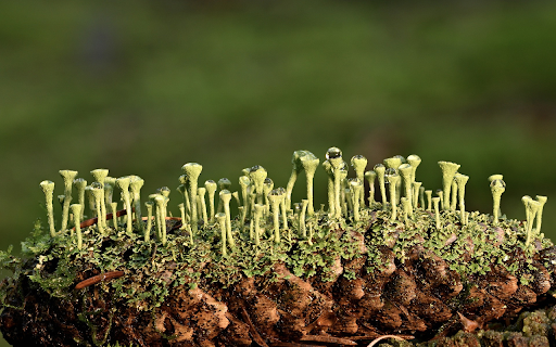 Green Lichens  from Chrome web store to be run with OffiDocs Chromium online