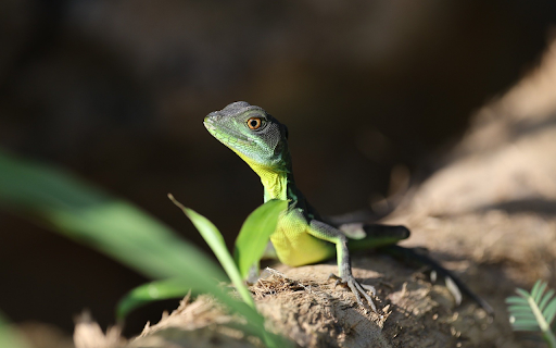 Green Lizard  from Chrome web store to be run with OffiDocs Chromium online
