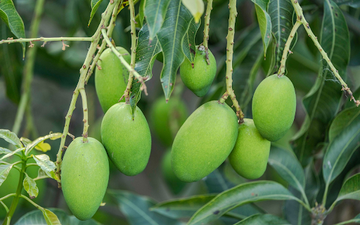 Green Mango Branches  from Chrome web store to be run with OffiDocs Chromium online