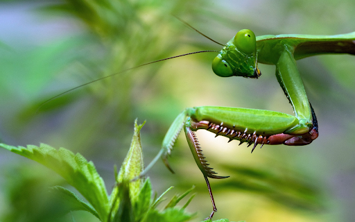 Green mantis and its hard claws  from Chrome web store to be run with OffiDocs Chromium online