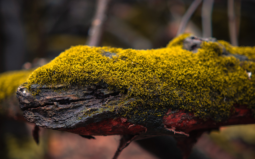 Green moss log  from Chrome web store to be run with OffiDocs Chromium online