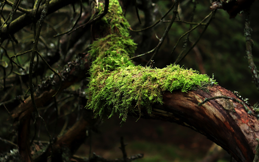 Green moss patch  from Chrome web store to be run with OffiDocs Chromium online