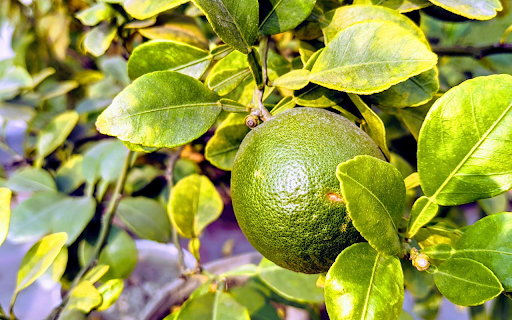 green orange  from Chrome web store to be run with OffiDocs Chromium online