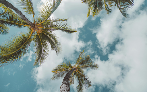 Green Palm Tree Under Blue Sky and White Clouds  from Chrome web store to be run with OffiDocs Chromium online