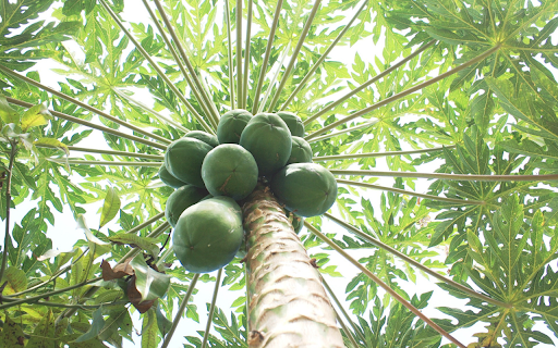 Green papaya tree  from Chrome web store to be run with OffiDocs Chromium online